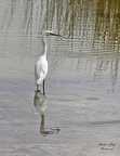 Schmuckreiher (Egretta thula)